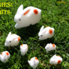 The Bunnies! 3D Rabbits (Parents, Kids & Grandpa)